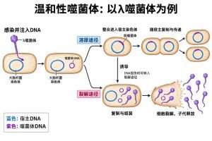 温和性噬菌体