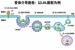 受体介导胞吞