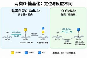 O-糖基化专业示意图