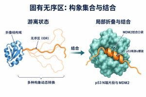 固有无序区专业示意图