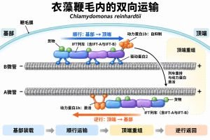 鞭毛内运输