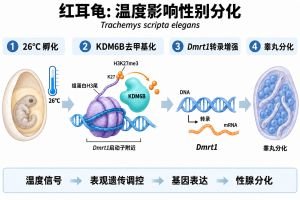 环境性别决定