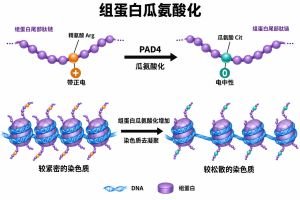 组蛋白瓜氨酸化