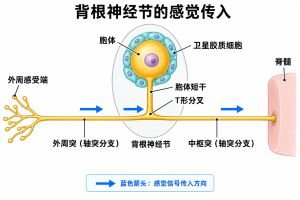 感觉神经节 感觉神经节专业示意图