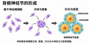躯干神经嵴来源细胞迁移、聚集，并分化为背根神经节的感觉神经元与胶质细胞。粗箭头表示发育过程，弯箭头表示细胞向聚集区迁移；右图橙色为神经元胞体，青色为包裹胞体的卫星胶质细胞。