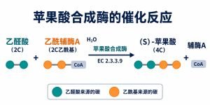 苹果酸合成酶催化乙醛酸、乙酰辅酶A和水生成（S）-苹果酸与辅酶A。青色与橙色圆点分别表示乙醛酸和乙酰基贡献的碳，箭头表示反应方向。