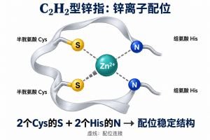 锌指蛋白 锌指蛋白专业示意图