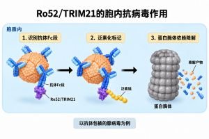 Ro抗原