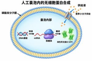人工细胞