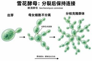 多细胞性起源专业示意图