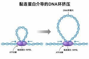 黏连蛋白与NIPBL协同，利用ATP水解推动DNA环挤压，使环逐渐增大。蓝色箭头表示DNA从两侧向环基部移动，灰色箭头表示挤压过程推进。