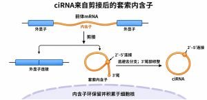 ciRNA