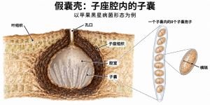 假囊壳