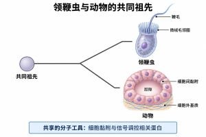 动物起源 动物起源专业示意图