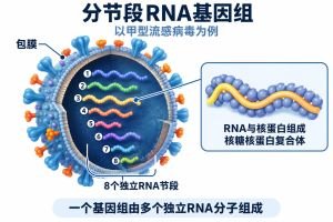 分节段RNA病毒专业示意图