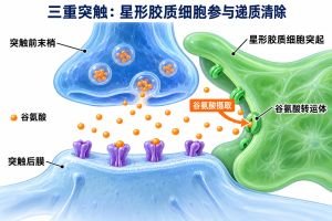 三重突触 三重突触专业示意图