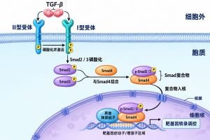 Smad信号