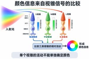颜色感知
