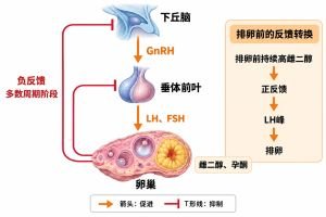 下丘脑-垂体-卵巢轴