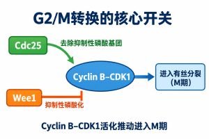 G2/M期转换