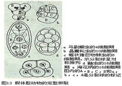 原体腔